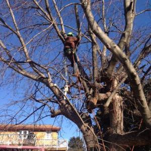 McIntyre's Tree Service