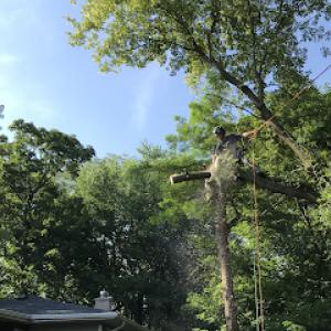 Arbor Pro Tree Service