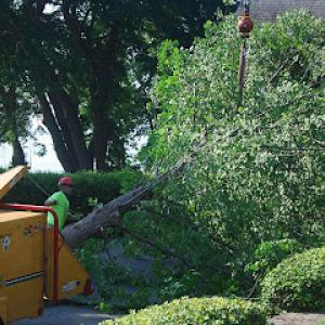 Dodge Tree Service