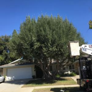 Thrifty Tree Service