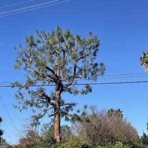 California Elite Tree Services & Maintenance
