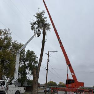 CM Tree Service & Removal