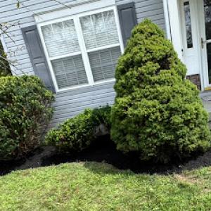 Morales & Leiva Tree Service