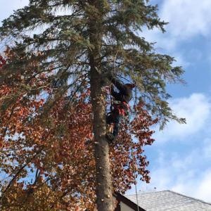 Arbol Tree Service