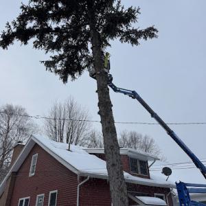 JCS Tree Care Professionals