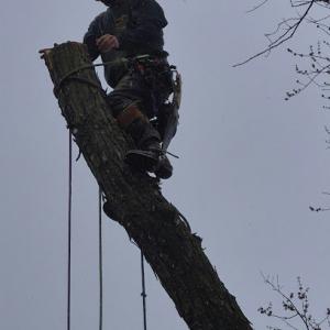 Lamphere's Tree Service