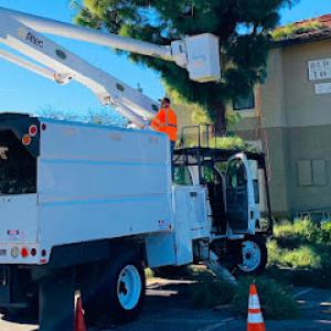 Tree Service Of Redlands
