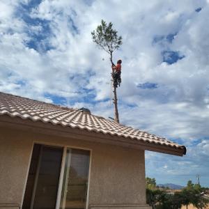 Ramos Tree Services & Landscaping