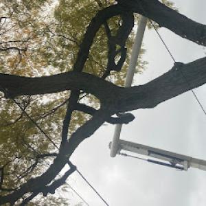 Paradise tree service