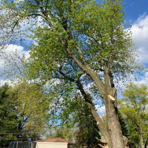 Orland Park Tree Removal