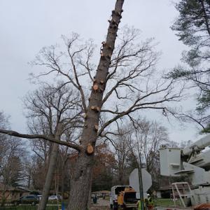 Landaverde & Associates Tree Service