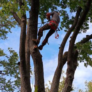 Branch Tops Tree Removal & Trimming