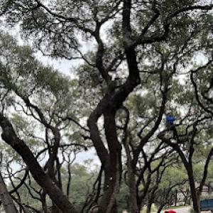 D.A. Martinez Tree Service