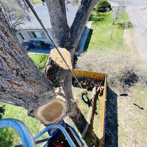 Idaho Tree Professionals