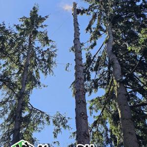 Alonso DH Tree Services