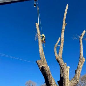 Dinah Tree Service Boulder