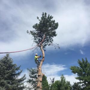 Hidden Oak Tree Care