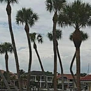 Big O's Tree Service