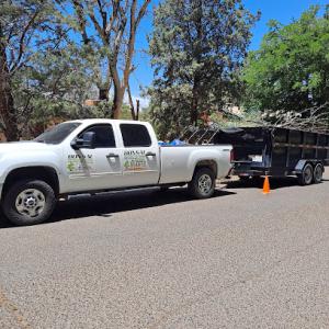 Bonsai Tree Services
