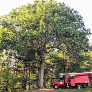 A Cut Above Tree Service
