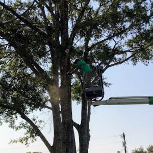 Anthony's Tree & Stump Removal