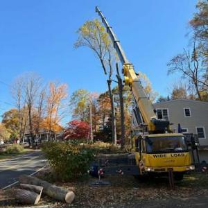 Arbor Green Tree Service