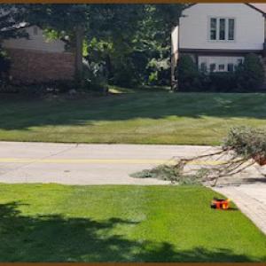 C Green's Tree Service
