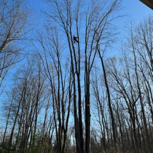 Four Seasons Tree Removal/Trimming
