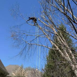 Angels Landscaping Tree Work & Design