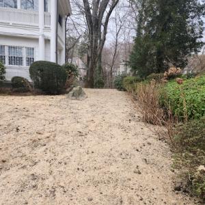 Padilla Tree Whisperer svc