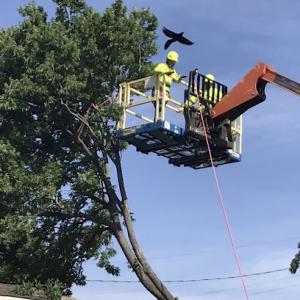 Ballard Tree Service