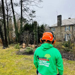 Serranos Tree Service