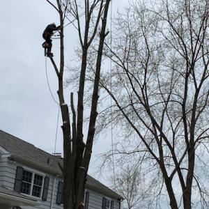 New Heights Tree Service