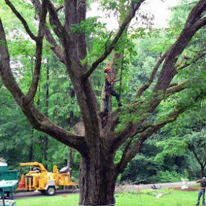 Bradley Tree & Landscaping