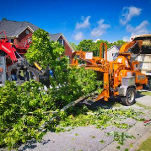 Driscoll Tree Service