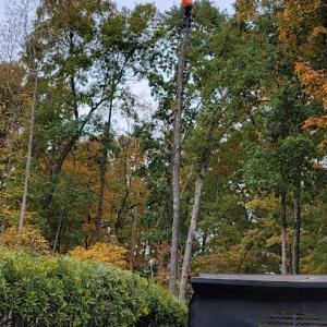 Gosen Tree Removal Service