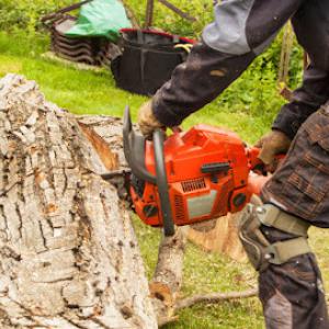 Woodland Tree Johns Creek