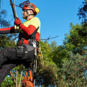 Golden Oak Tree Service