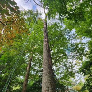 FV Tree Service