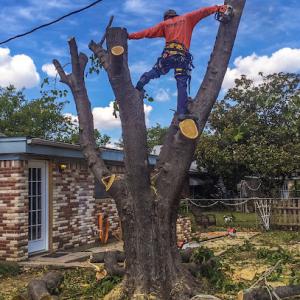Shamblin's Tree Service