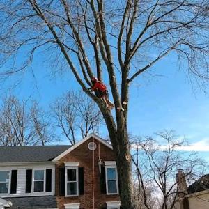 Kingdom Tree Trimming & Removal