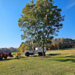 Uprooted tree service