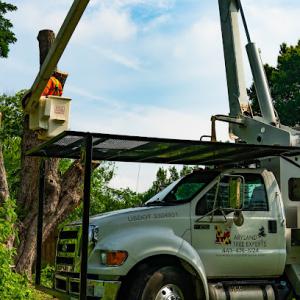 Maryland Tree Experts