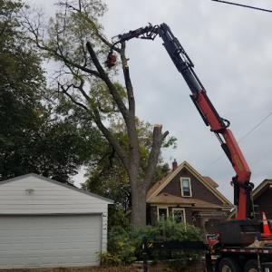 Hiawatha Tree Services