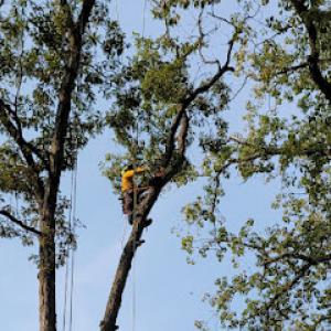Hernandez Complete Tree Services