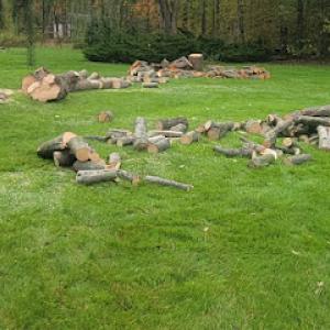 One Call Tree Service, LLC Tree Removal, Tree Trimming, Stump Grinding, Land Clearing