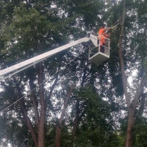 Felling Tree Services