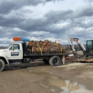 Alpine Tree Services