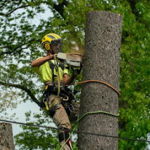 Ben's Tree Service Plus
