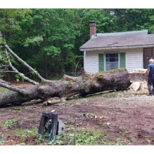 Clean Cut Tree Removal